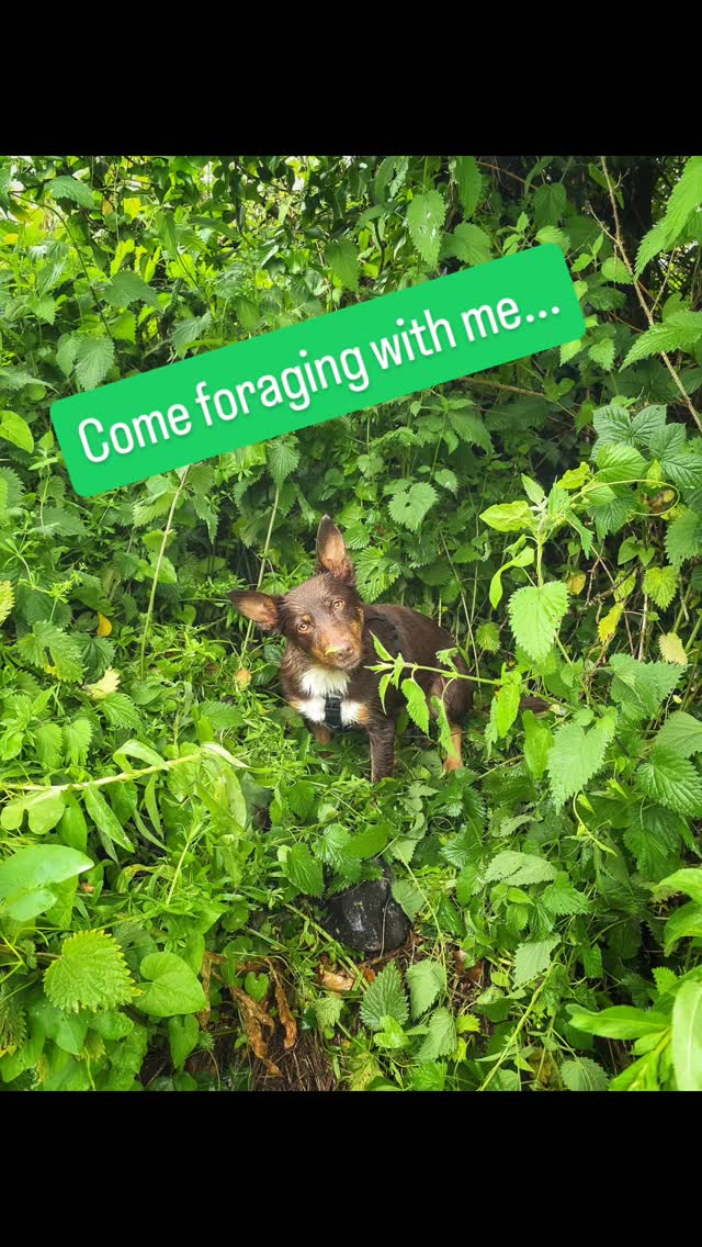 Feral Therapy