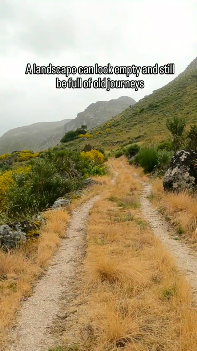 Feral Therapy