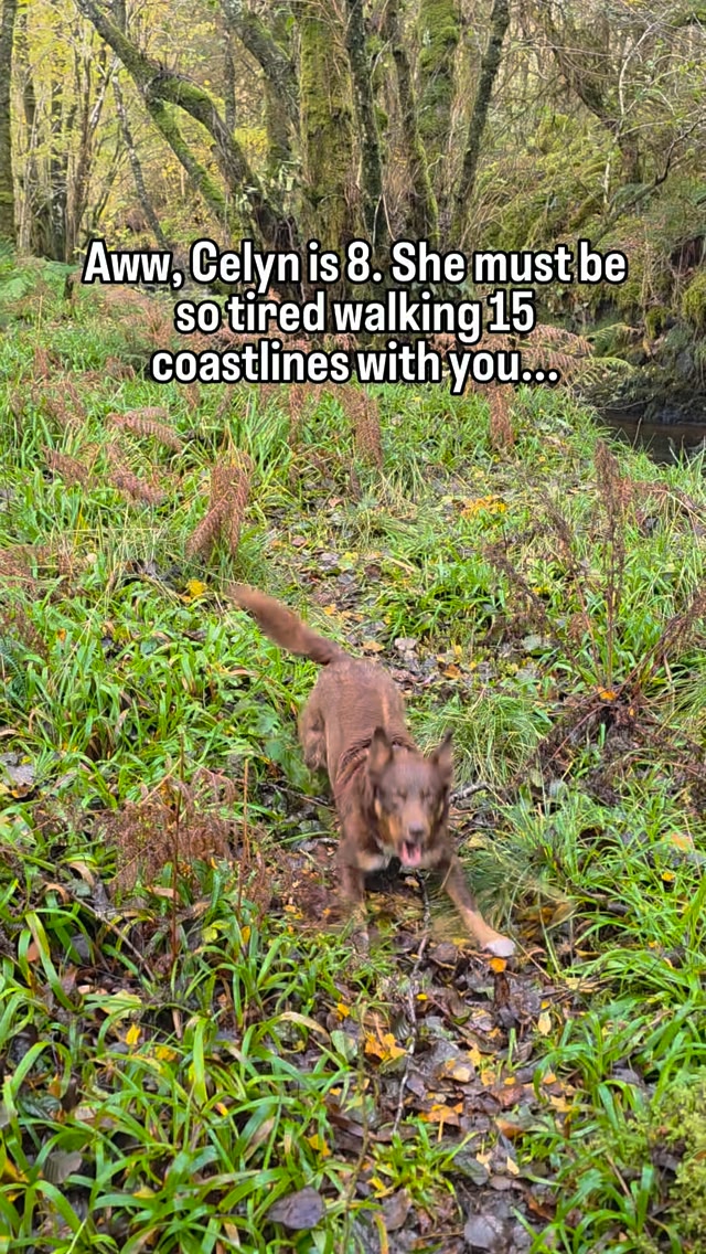 Feral Therapy